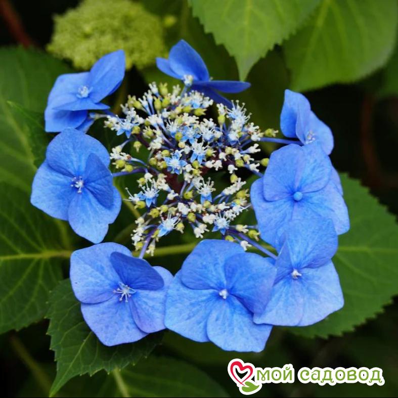 Гортензия крупнолистная Блаумайзе  ЗКС