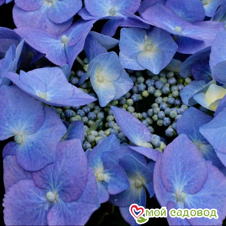 Гортензия крупнолистная Блаумайзе  ЗКС