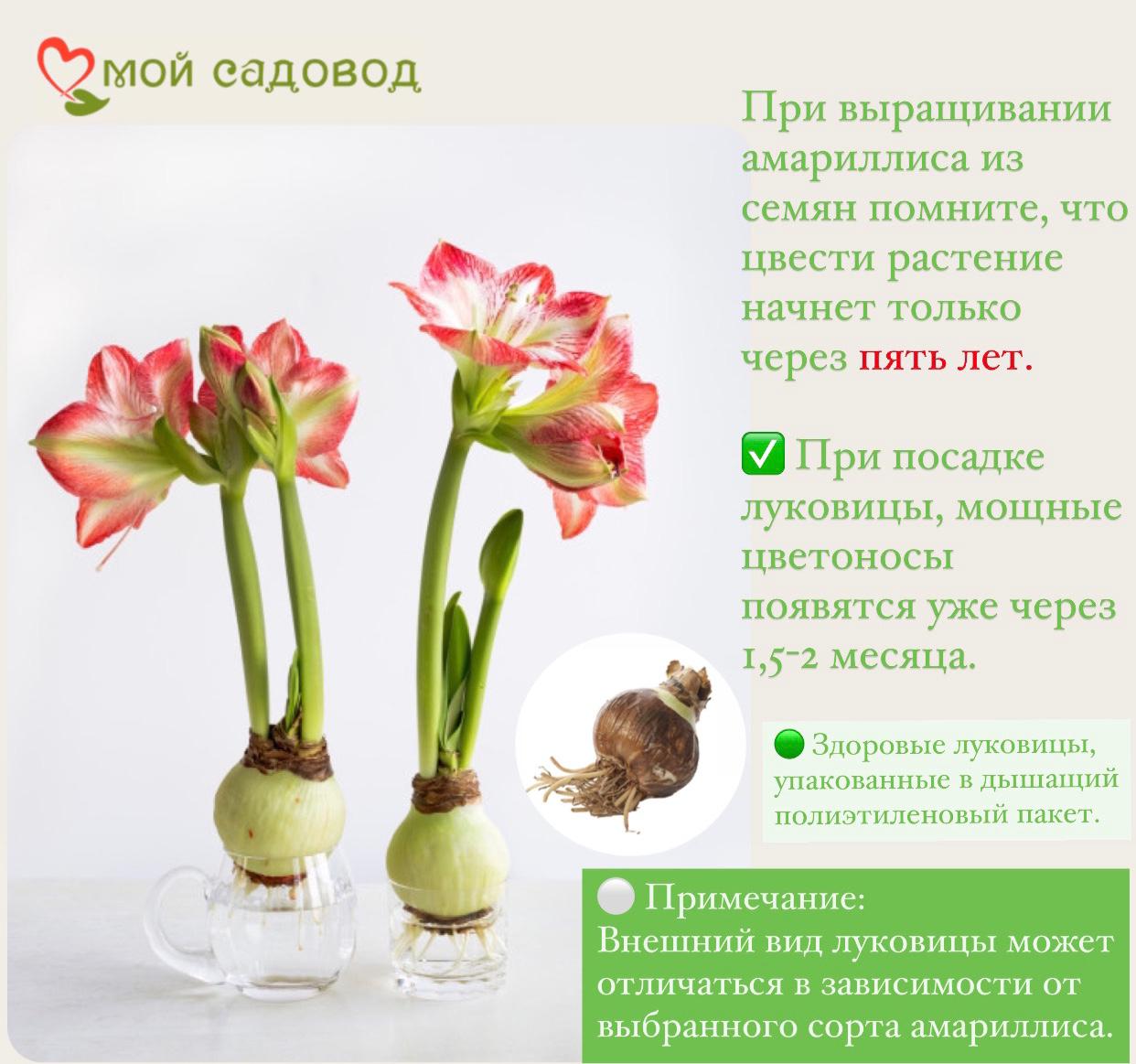 АМАРИЛЛИС (ГИППЕАСТРУМ) МАХРОВЫЙ ДИВА