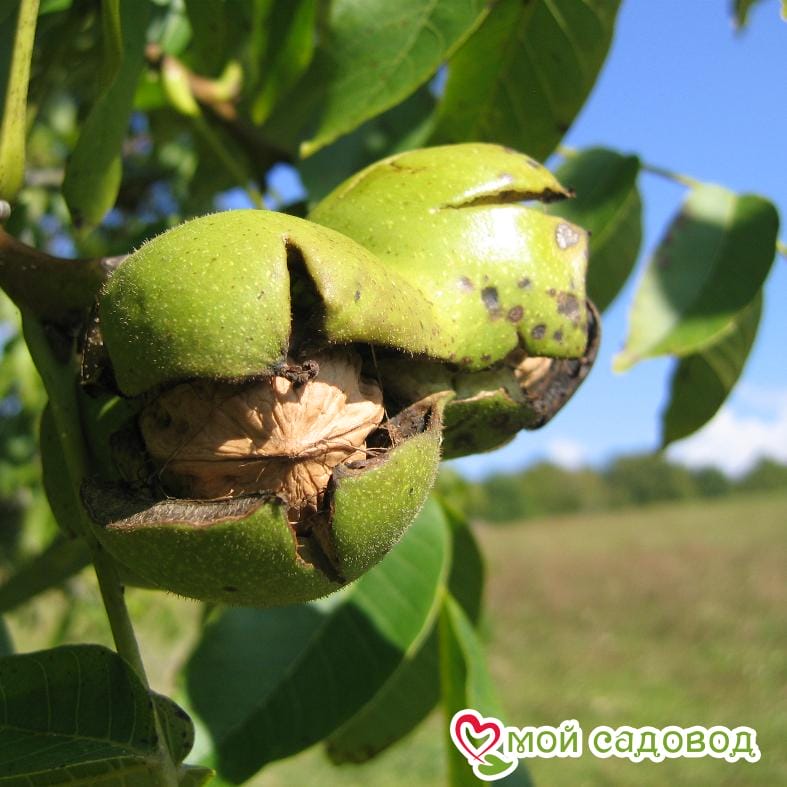 Орех Грецкий Любимый Петросяна