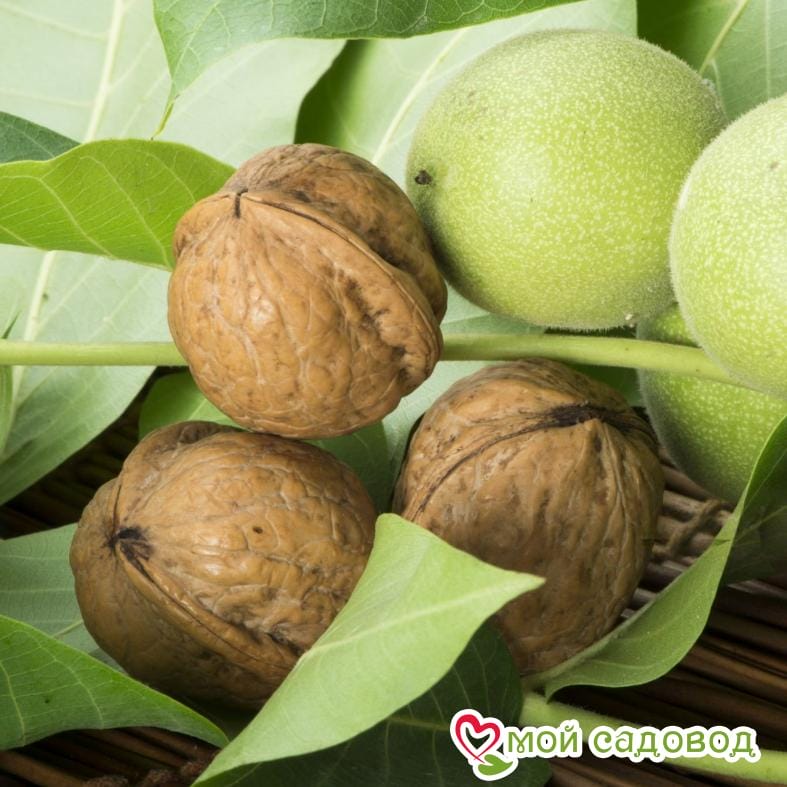 Орех Грецкий Астаховский