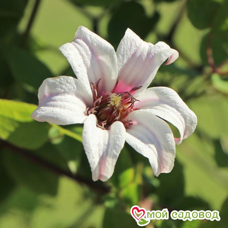 Клематис ПРИНЦЕССА КЕЙТ