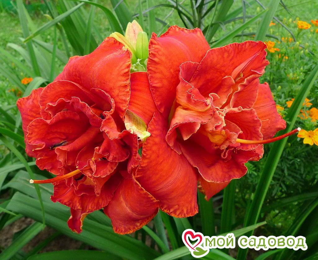 Лилейник Мозес Фаер