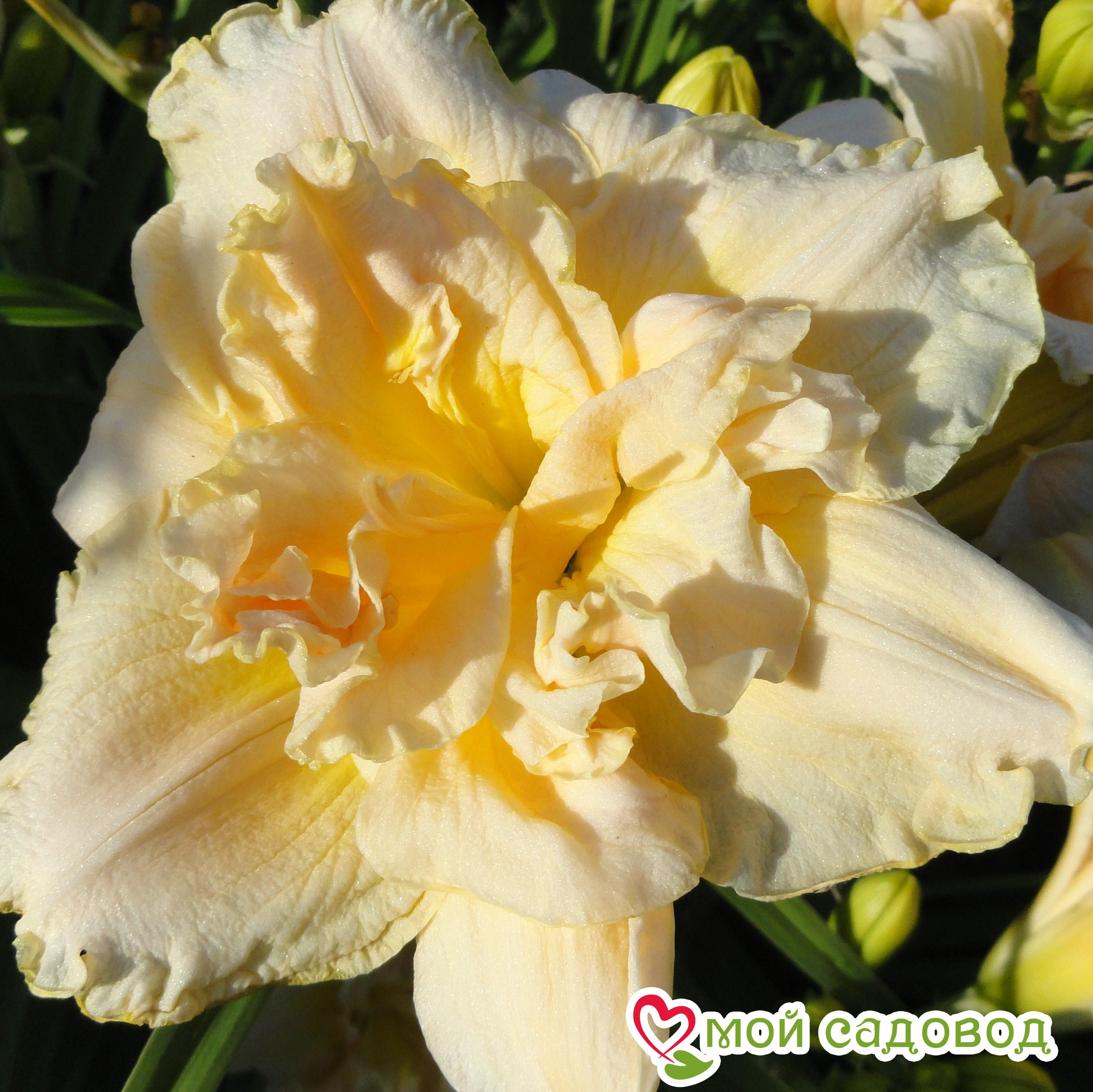 Лилейник Шникел Фритц