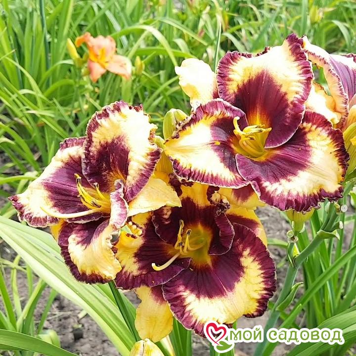 Лилейник Муссака