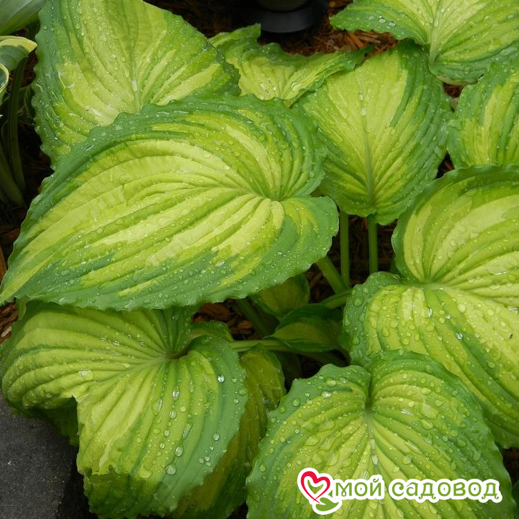 Хоста  Вар Пейнт