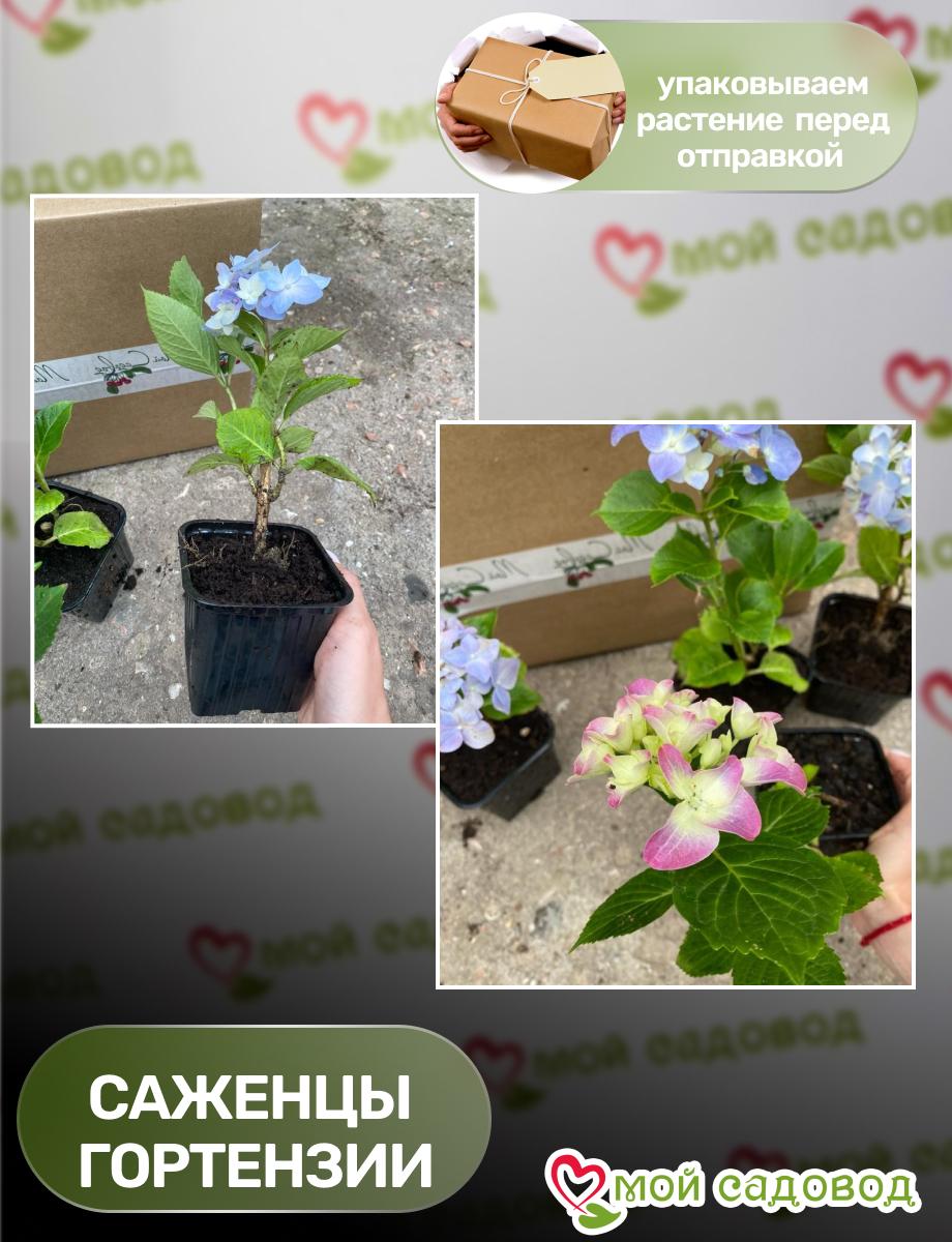 Морозостойкая Гортензия  Пеперминт ЗКС