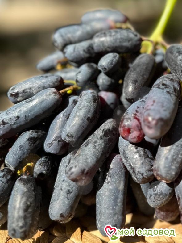 Виноград Аватар