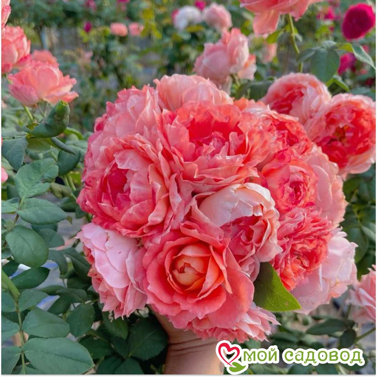 Роза чайно-гибридная  Принцесса Сакуры