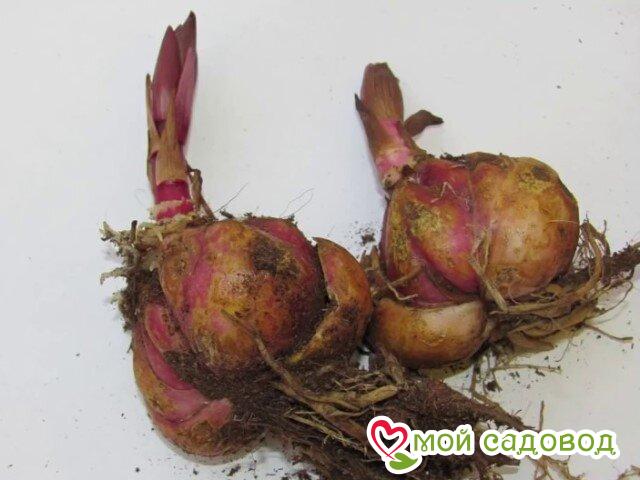 Лилия  Амбер Мираж